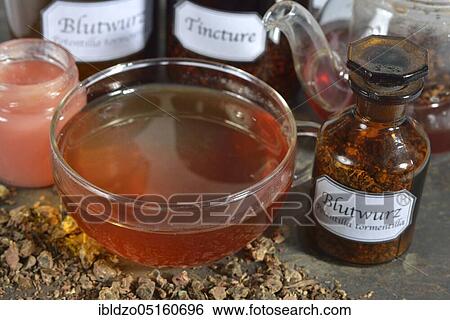 Potentilla erecta (Potentilla tormentilla) ointment, tea, roots crushed and ground View Large Photo Image Stock Photograph - Potentilla erecta (Potentilla tormentilla) ointment, tea, roots crushed and ground. Fotosearch