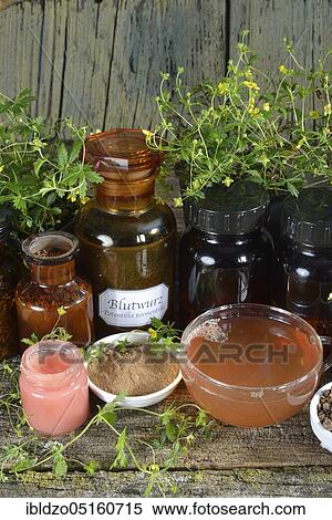 Stock Photography - Potentilla erecta (Potentilla tormentilla) ointment, tea, roots crushed and ground. Fotosearch