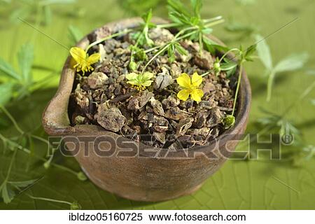 Potentilla erecta (Potentilla tormentilla) dried roots View Large Photo Image Stock Photography - Potentilla erecta (Potentilla tormentilla) dried roots. Fotosearch
