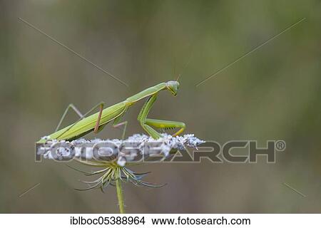 Praying mantis, Dalmatia (Mantis religiosa), Croatia, Europe View Large Photo Image Picture - Praying mantis, Dalmatia (Mantis religiosa), Croatia, Europe. Fotosearch