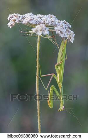 Praying mantis, Dalmatia (Mantis religiosa), Croatia, Europe View Large Photo Image Stock Image - Praying mantis, Dalmatia (Mantis religiosa), Croatia, Europe. Fotosearch
