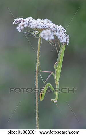 Praying mantis, Dalmatia (Mantis religiosa), Croatia, Europe View Large Photo Image Stock Image - Praying mantis, Dalmatia (Mantis religiosa), Croatia, Europe. Fotosearch