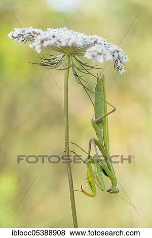 Praying mantis, Dalmatia (Mantis religiosa), Croatia, Europe View Large Photo Image Stock Photo - Praying mantis, Dalmatia (Mantis religiosa), Croatia, Europe. Fotosearch