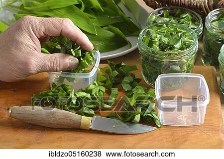 Preparation for freezing wild garlic (Allium ursinum), wild garlic View Large Photo Image Stock Photo - Preparation for freezing wild garlic (Allium ursinum), wild garlic. Fotosearch