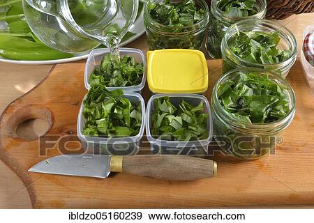 Stock Photo - Preparation for freezing wild garlic (Allium ursinum), wild garlic. Fotosearch