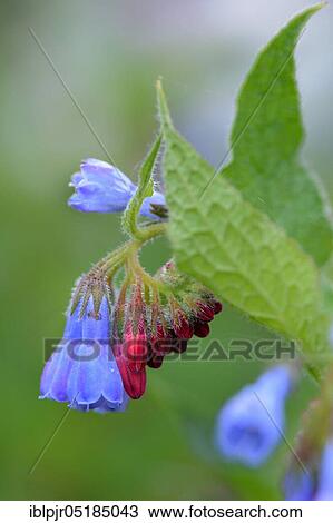 Stock Image - Prickly comfrey ( Symphytum asperum). Fotosearch