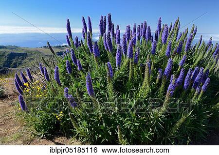 Pride of Madeira ( Echium fastuosum), Location Pico do Arieiro, Madeira, Portugal, Europe View Large Photo Image Stock Photograph - Pride of Madeira ( Echium fastuosum), Location Pico do Arieiro, Madeira, Portugal, Europe. Fotosearch