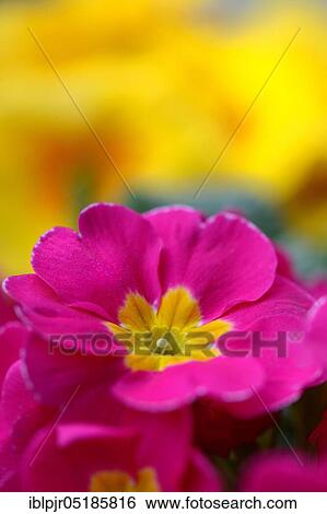 Primrose (Primula) View Large Photo Image Stock Photograph - Primrose (Primula). Fotosearch