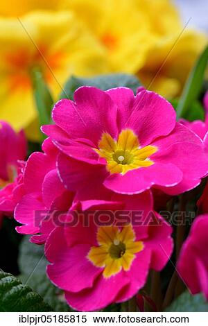 Primrose (Primula) View Large Photo Image Stock Photography - Primrose (Primula). Fotosearch