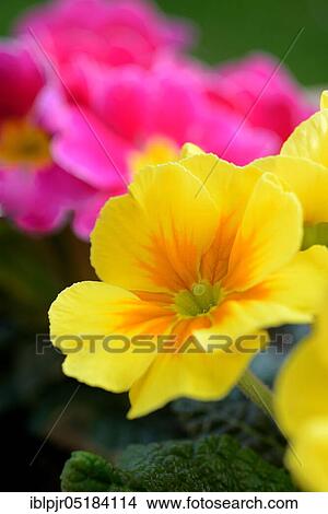 Primroses ( Primula spec. ) View Large Photo Image Picture - Primroses ( Primula spec. ). Fotosearch