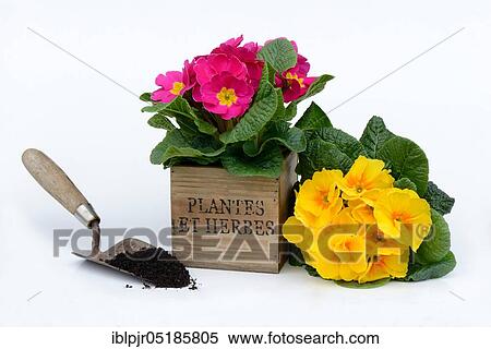Primroses ( Primula) with shovel View Large Photo Image Stock Photography - Primroses ( Primula) with shovel. Fotosearch