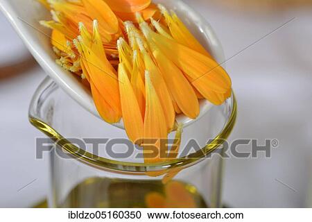 Production Calendula ointment (Calendula officinalis), Calendula ointment View Large Photo Image Stock Image - Production Calendula ointment (Calendula officinalis), Calendula ointment. Fotosearch