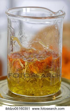 Production Calendula ointment (Calendula officinalis), Calendula ointment View Large Photo Image Stock Image - Production Calendula ointment (Calendula officinalis), Calendula ointment. Fotosearch