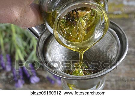 Production Lavender oil (Lavandula angustifolia), Lavender oil View Large Photo Image Stock Image - Production Lavender oil (Lavandula angustifolia), Lavender oil. Fotosearch
