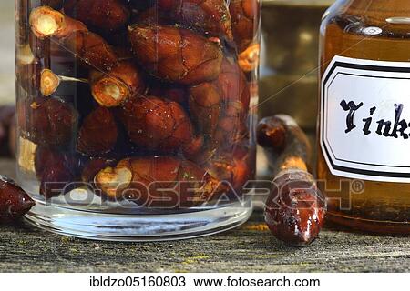 Stock Image - Production of chestnut bud tincture (Aesculus hippocastanum), Chestnut bud tincture. Fotosearch