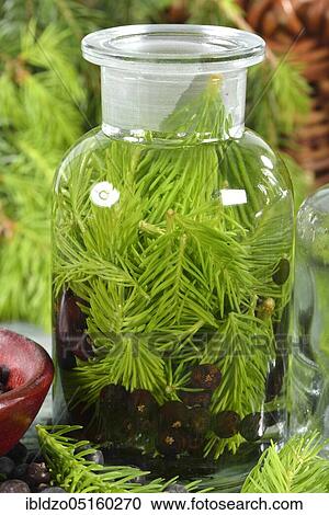 Production of french brandy, spruce branches, juniper berries, spirit View Large Photo Image Stock Image - Production of french brandy, spruce branches, juniper berries, spirit. Fotosearch