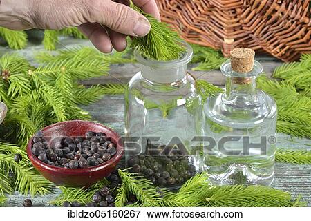 Production of french brandy, spruce branches, juniper berries, spirit View Large Photo Image Stock Photo - Production of french brandy, spruce branches, juniper berries, spirit. Fotosearch