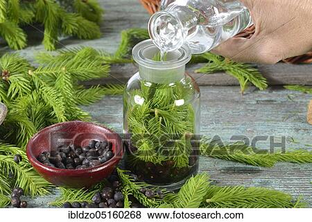 Stock Photo - Production of french brandy, spruce branches, juniper berries, spirit. Fotosearch