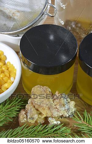Production of spruce resin ointment (Picea abies) View Large Photo Image Stock Image - Production of spruce resin ointment (Picea abies). Fotosearch