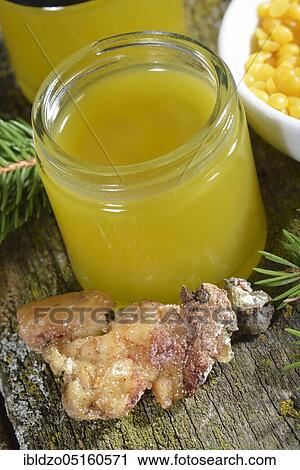 Production of spruce resin ointment (Picea abies) View Large Photo Image Stock Image - Production of spruce resin ointment (Picea abies). Fotosearch