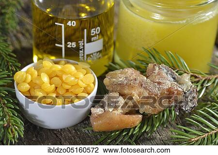 Production of spruce resin ointment (Picea abies) View Large Photo Image Stock Image - Production of spruce resin ointment (Picea abies). Fotosearch