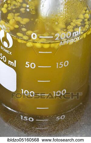 Production of spruce resin ointment, water bath (Picea abies) View Large Photo Image Stock Photo - Production of spruce resin ointment, water bath (Picea abies). Fotosearch