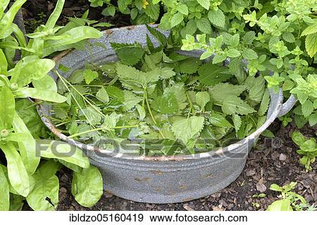 Production of stinging nettle liquid manure (Urtica dioica) View Large Photo Image Stock Photo - Production of stinging nettle liquid manure (Urtica dioica). Fotosearch