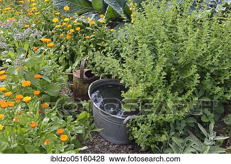 Stock Photo - Production of stinging nettle liquid manure (Urtica dioica). Fotosearch