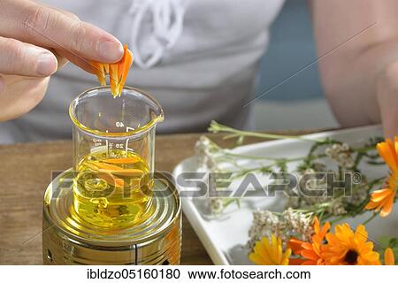 Stock Image - Production of yarrow and marigold ointment (Calendula officinalis) (Achillea millefolium) /. Fotosearch