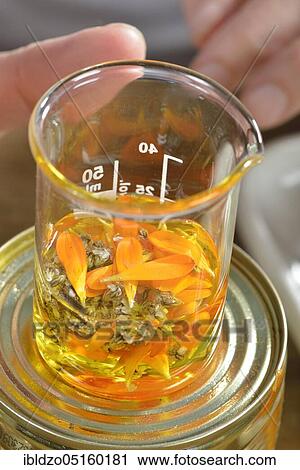Production of yarrow and marigold ointment (Calendula officinalis) (Achillea millefolium) / View Large Photo Image Stock Image - Production of yarrow and marigold ointment (Calendula officinalis) (Achillea millefolium) /. Fotosearch