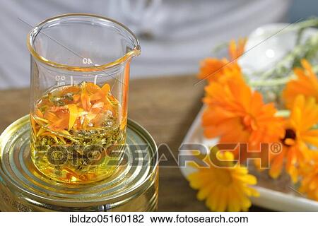 Production of yarrow and marigold ointment (Calendula officinalis) (Achillea millefolium) / View Large Photo Image Stock Image - Production of yarrow and marigold ointment (Calendula officinalis) (Achillea millefolium) /. Fotosearch