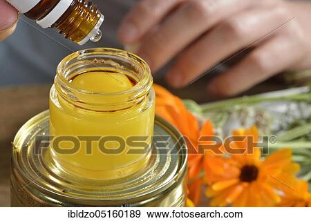 Production of yarrow and marigold ointment (Calendula officinalis) (Achillea millefolium) / View Large Photo Image Stock Photo - Production of yarrow and marigold ointment (Calendula officinalis) (Achillea millefolium) /. Fotosearch