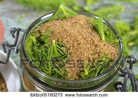 Production spruce tip honey, Bauner sugar, spruce branches View Large Photo Image Stock Image - Production spruce tip honey, Bauner sugar, spruce branches. Fotosearch
