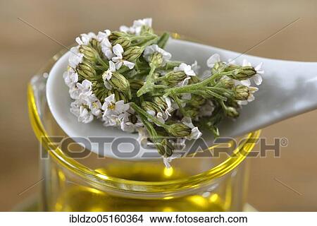 Production Yarrow and marigold ointment (Calendula officinalis) Yarrow, marigold (Achillea millefolium) (Millefolii flos) View Large Photo Image Picture - Production Yarrow and marigold ointment (Calendula officinalis) Yarrow, marigold (Achillea millefolium) (Millefolii flos). Fotosearch