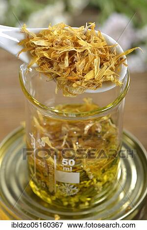 Production Yarrow and marigold ointment (Calendula officinalis) Yarrow, marigold (Achillea millefolium) (Millefolii flos) View Large Photo Image Stock Photo - Production Yarrow and marigold ointment (Calendula officinalis) Yarrow, marigold (Achillea millefolium) (Millefolii flos). Fotosearch