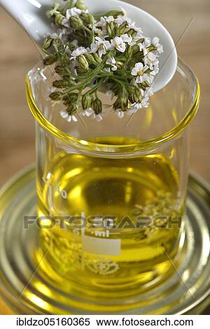 Production Yarrow and marigold ointment (Calendula officinalis) Yarrow, marigold (Achillea millefolium) (Millefolii flos) View Large Photo Image Stock Photography - Production Yarrow and marigold ointment (Calendula officinalis) Yarrow, marigold (Achillea millefolium) (Millefolii flos). Fotosearch
