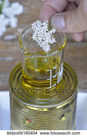 Production Yarrow ointment (Achillea millefolium), Yarrow ointment View Large Photo Image Picture - Production Yarrow ointment (Achillea millefolium), Yarrow ointment. Fotosearch