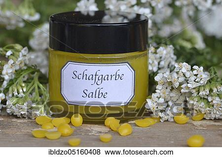 Production Yarrow ointment (Achillea millefolium), Yarrow ointment View Large Photo Image Stock Photo - Production Yarrow ointment (Achillea millefolium), Yarrow ointment. Fotosearch