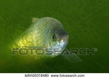 Prussian carp (Carassius auratus gibelio) View Large Photo Image Stock Image - Prussian carp (Carassius auratus gibelio). Fotosearch