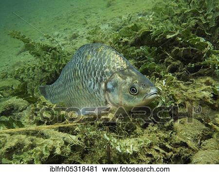 Stock Image - Prussian carp (Carassius auratus gibelio). Fotosearch