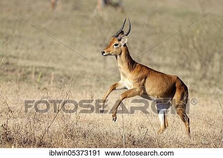 Puku (Kobus vardoni), male, South Luangwa National Park, Zambia, Africa View Large Photo Image Stock Image - Puku (Kobus vardoni), male, South Luangwa National Park, Zambia, Africa. Fotosearch