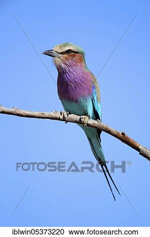 Purple breast roller (Coracias caudatus) View Large Photo Image Stock Image - Purple breast roller (Coracias caudatus). Fotosearch