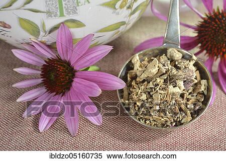 Stock Photography - Purple Cone flower (Rudbeckia purpurea) (Echinacea purpurea) roots. Fotosearch