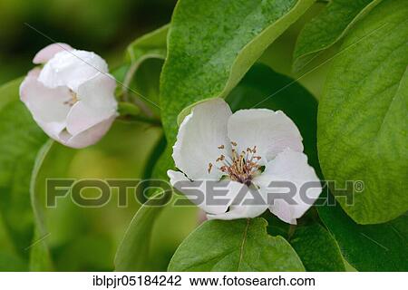 Stock Image - Quince (Cydonia oblonga) Bourgeaut variety. Fotosearch
