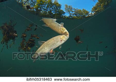 Rainbow trout (Oncorhynchus mykiss), Baden-Württemberg, Germany, Europe View Large Photo Image Stock Image - Rainbow trout (Oncorhynchus mykiss), Baden-Württemberg, Germany, Europe. Fotosearch