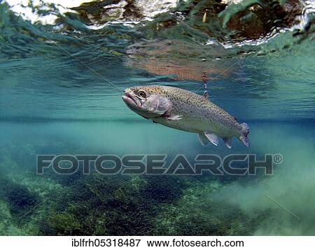 Rainbow Trout (Oncorhynchus mykiss) View Large Photo Image Stock Photo - Rainbow Trout (Oncorhynchus mykiss). Fotosearch