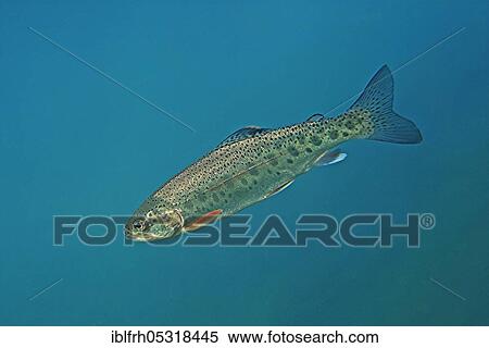 Rainbow trout (Oncorhynchus mykiss), Salzkammergut, Austria, Europe View Large Photo Image Stock Photography - Rainbow trout (Oncorhynchus mykiss), Salzkammergut, Austria, Europe. Fotosearch