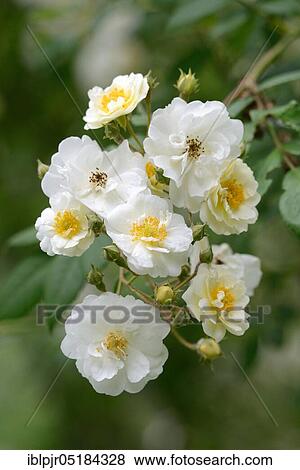 Rambler Rose, variety Rambling Rector, Hill 1912 (Pink multiflora- Hybr. ) View Large Photo Image Stock Photo - Rambler Rose, variety Rambling Rector, Hill 1912 (Pink multiflora- Hybr. ). Fotosearch