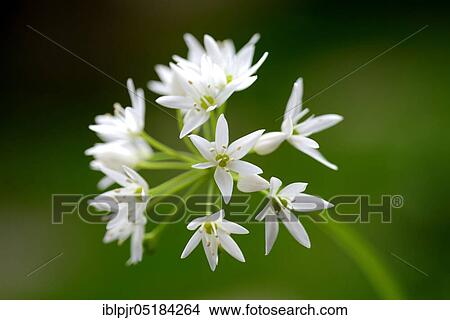 Ramson(Allium ursinum) View Large Photo Image Picture - Ramson(Allium ursinum). Fotosearch