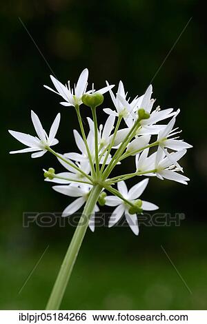 Ramson(Allium ursinum) View Large Photo Image Stock Photograph - Ramson(Allium ursinum). Fotosearch